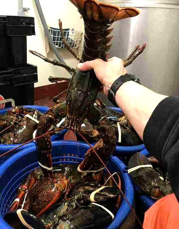 live lobster