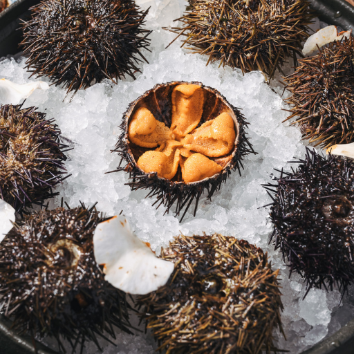 Sea urchin at The Roe