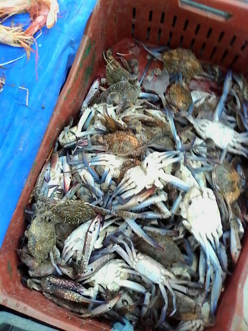 أسماك الذهبية El Zahabia fish
