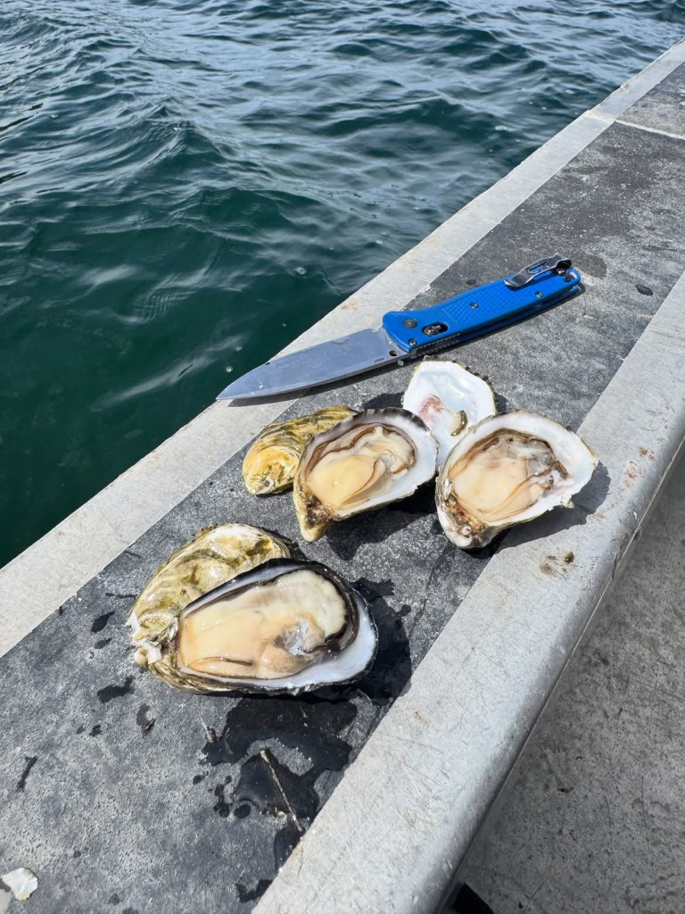 Opened Fanny Bay oysters on the dock