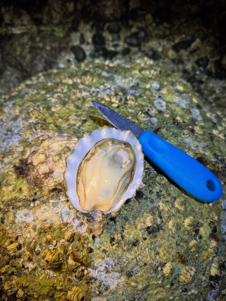 Oyster opened on the rock