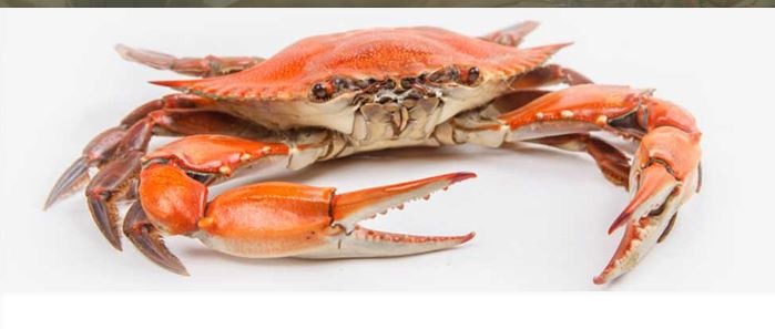 Cameron's Seafood