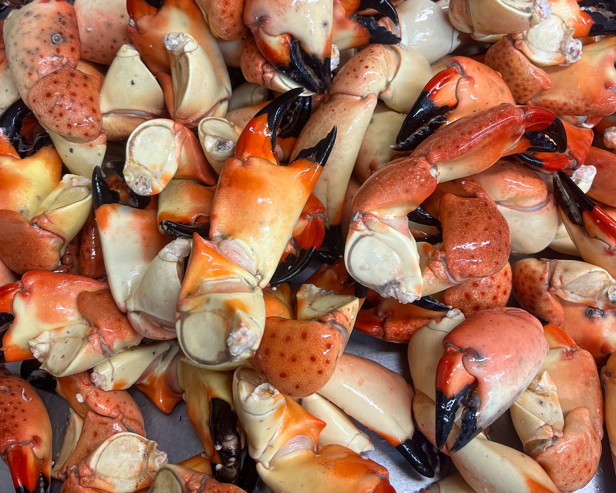 Florida stone crab