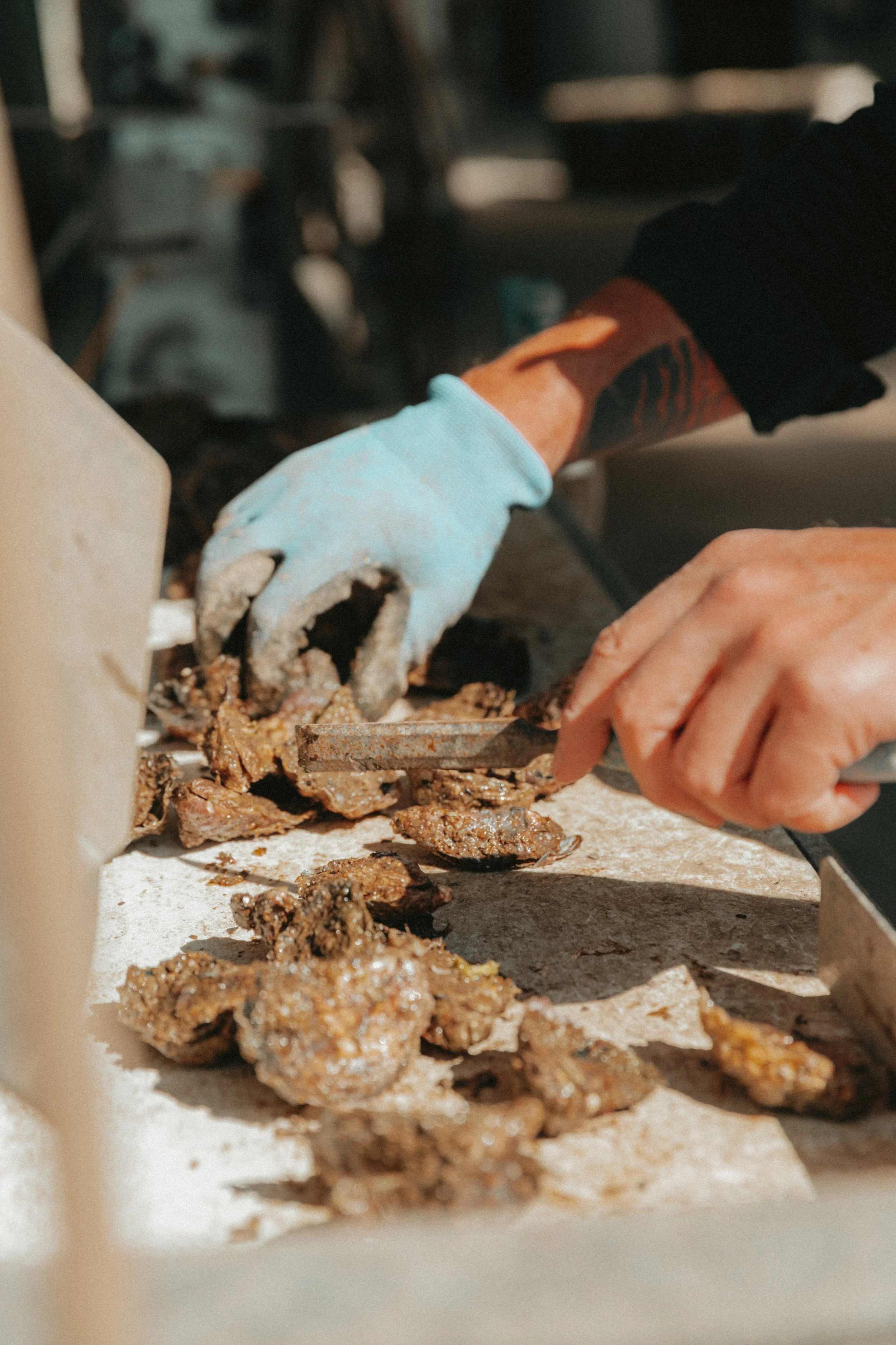 Hand-raised oysters for chefs and home